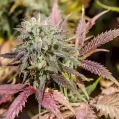 Rainbow Marijuana Strain
