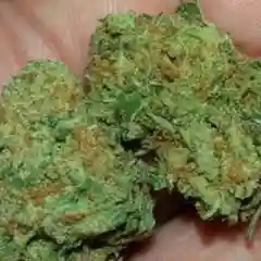 Rare Dankness #1 marijuana