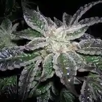 Raspberry Kush Marijuana Strain