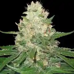 Rocklock Marijuana Strain
