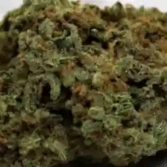 Romping Goddess Marijuana Strain