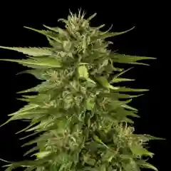 Romulan Grapefruit Marijuana Strain