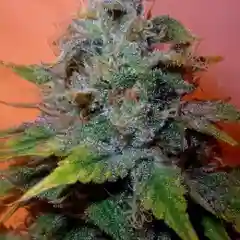 Romulan marijuana