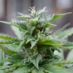 Sensi Skunk Marijuana Strain