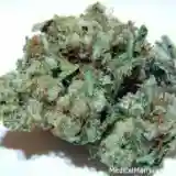 Sensi Star Marijuana Strain