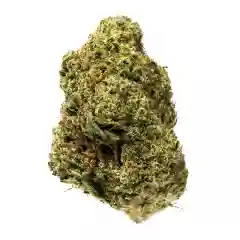 Sensi Star marijuana
