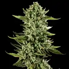 SFV OG - San Fernando Valley OG Marijuana Strain