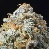 Shipwreck Marijuana Strain