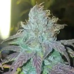 Shiva Skunk Marijuana Strain