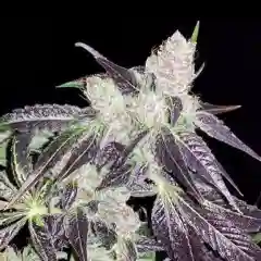 Shoreline Marijuana Strain