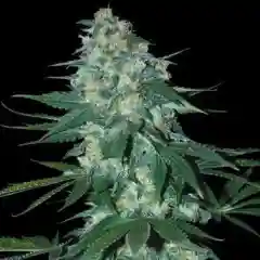 Sierra Mist Marijuana Strain