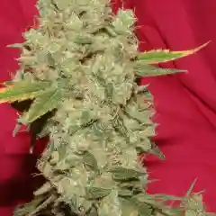 Silver Haze Marijuana Strain