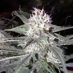 Silver Pearl Marijuana Strain