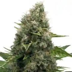 Skunk #1 - Original Skunk #1 marijuana