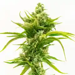 Skunky Diesel Marijuana Strain
