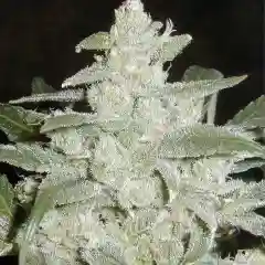 Snow White Marijuana Strain