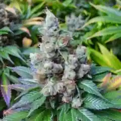 Sour Apple Marijuana Strain