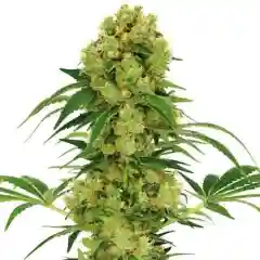 Sour Dream Marijuana Strain