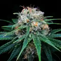 Sour Tsnuami Marijuana Strain