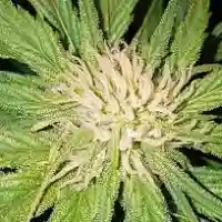 South Indian Marijuana Strain