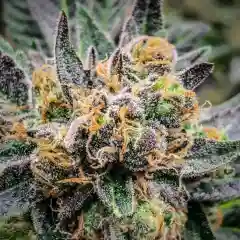 Space Bomb Marijuana Strain
