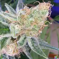 Space Queen Marijuana Strain