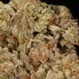 Stardawg - Stardog Marijuana Strain