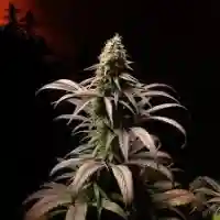 Starfighter Marijuana Strain
