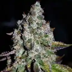 Strawberry Diesel Marijuana Strain