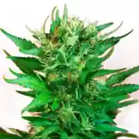 Strawberry Dream Marijuana Strain