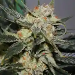 Strawberry Frost Marijuana Strain