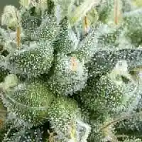 Strawberry Haze Marijuana Strain