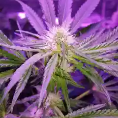Strawberry Kush marijuana
