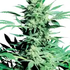 Sugar Shack Marijuana Strain