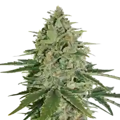 Super Skunk Marijuana Strain