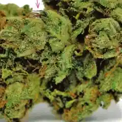 Superman OG Marijuana Strain