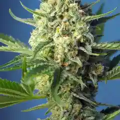Sweet Afghan - Sweet Afghani marijuana