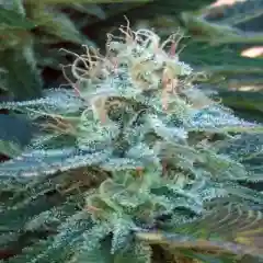 Swiss Bliss Marijuana Strain