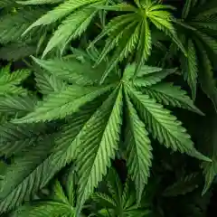 Swiss - Switzerland Marijuana Strain