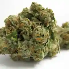 Tahoe OG - Tahoe OG Kush Marijuana Strain