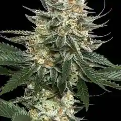 Tangie Marijuana Strain