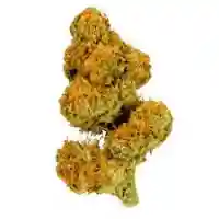 Temple Flo Marijuana Strain