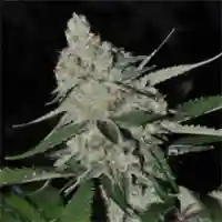Thai - Thai Stick - Thailand Marijuana Strain