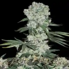 Thaidal Wave marijuana