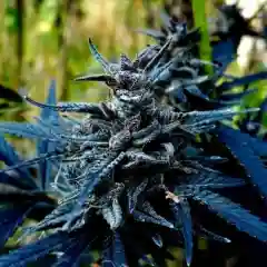 The Black Marijuana Strain