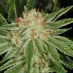The White - Triangle Marijuana Strain