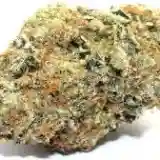 Thin Mint GSC - Thin Mint Girl Scout Cookies - Thin Mints Marijuana Strain