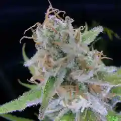 Tiny Bomb Marijuana Strain