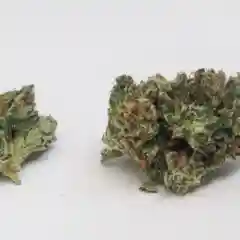 Tres Dawg Marijuana Strain