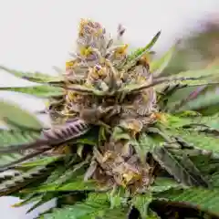 UW Marijuana Strain